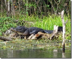 Silver River alligator