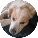 Ron Woo profile picture