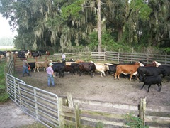 feed cows 033