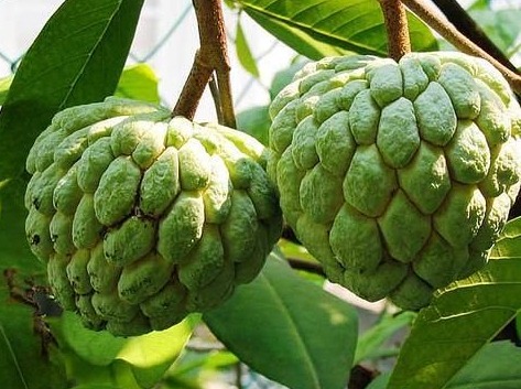 [annona_on_tree_3%255B4%255D.jpg]