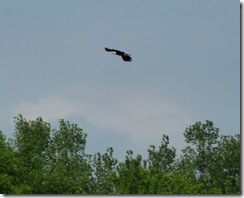 Bald Eagle on Susquehanna