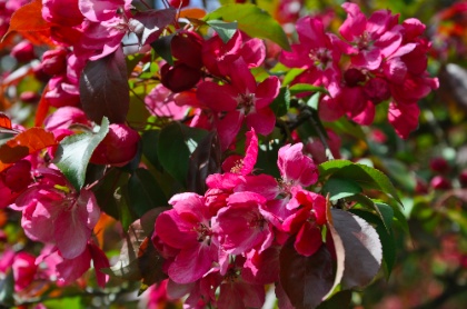 DSC_0415.jpg DSC 0415