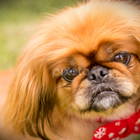 Teddy  by Mareli Victor - Animals - Dogs Portraits