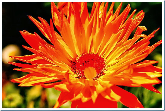 free-images-flowers-1 (1098)