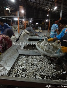 ikan Bilis di Tanjung Dawai 33