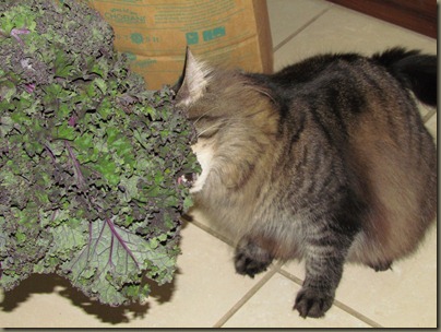 baxter eating kale