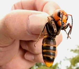 Calabrone gigante Vespa mandarinia tenuto in mano Calabrone gigante Vespa mandarinia tenuto in mano