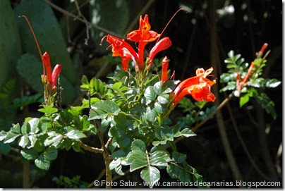 7738 La Laguna-Barranco del Laurel(Escandente) 7738 La Laguna-Barranco del Laurel(Escandente)