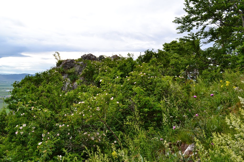 [DSC_32653.jpg]