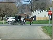 Amish Buggy (4) Amish Buggy (4)