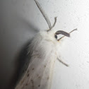 Virginia Tiger Moth (with spots)