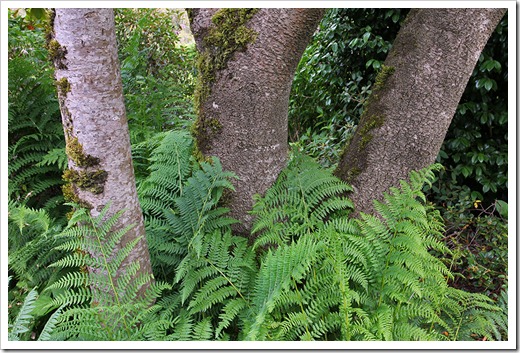 110712_ferns trees_brookings