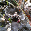 Dog Lichen