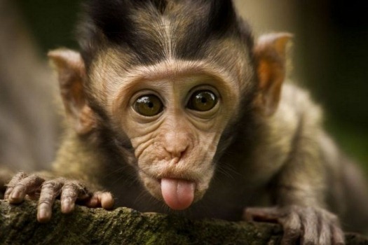 monkey-naughty