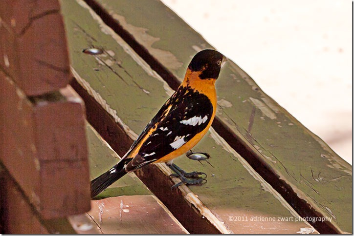 black and orange bird on park bench - photo by AdrienneinOhio.blogspot.com