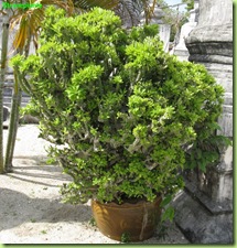 Euphorbia crestata Thailandia