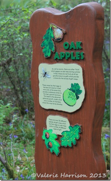 3-oak-apples