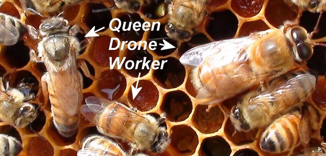 [Queen3%255B3%255D.jpg]