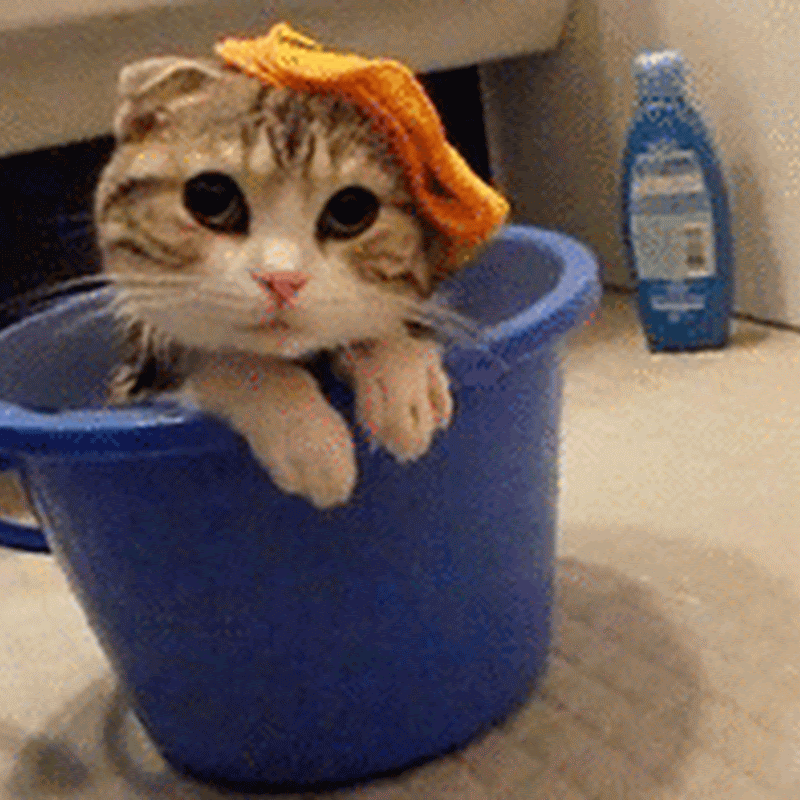 Gif animado de un gatito dentro de barreño