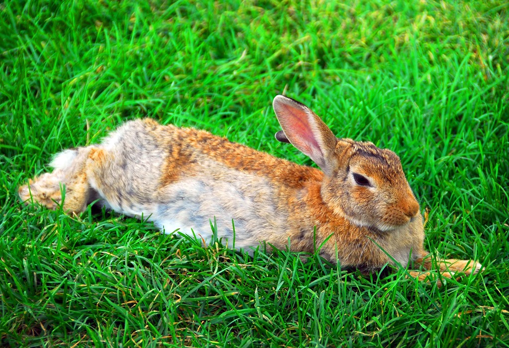 [Playboy-Bunny4.jpg]