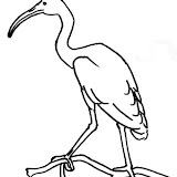 DIBUJOS DE IBIS PARA COLOREAR