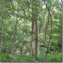 rinda-forest