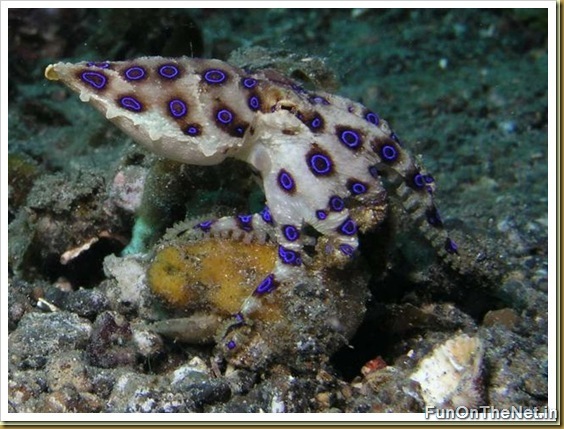 Blue-Ringed Octopus Blue-Ringed Octopus