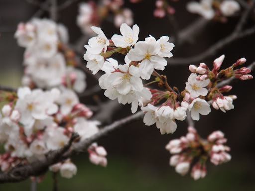 [写真]相模女子大の桜(アップ)