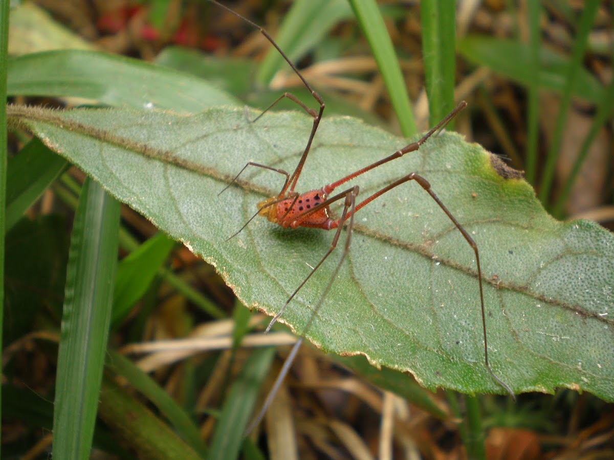 Harvestman