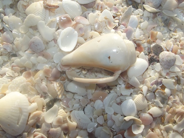 [NokomisBeachTuesday0324.jpg]