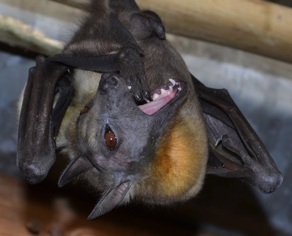 Straw-coloured Fruit Bat | Project Noah