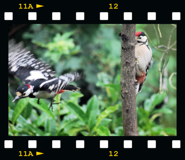 [Male-woodpecker-feeding-young-09-fil%255B1%255D.png]