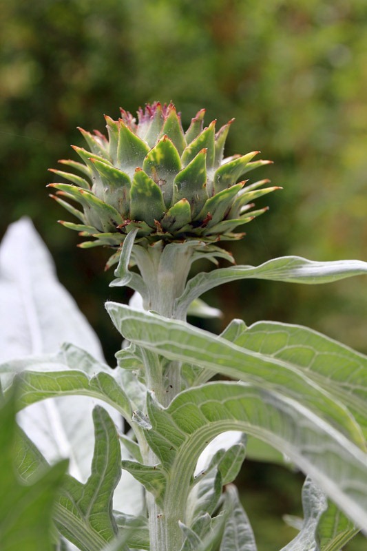 [120525_artichoke_05%255B2%255D.jpg]