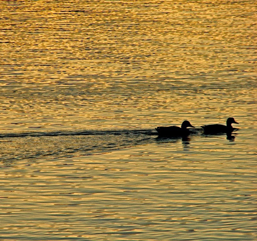 [A---golden-lake-2-ducks-4.jpg]