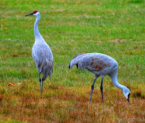 9. cranes eating-kab