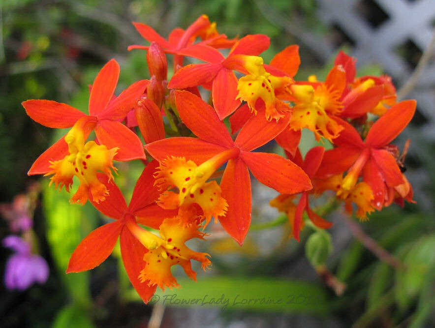 [04-10-reed-orchids3%255B4%255D.jpg]