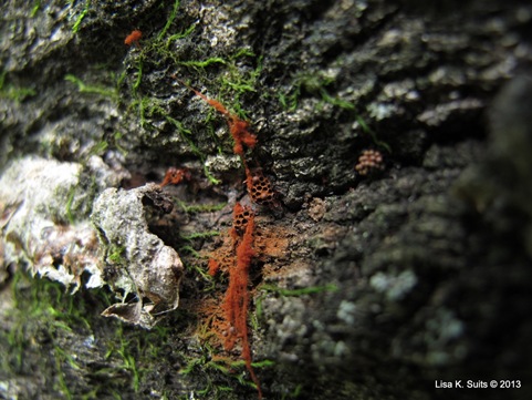 wasp-nest slime