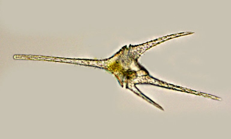 Ceratium hirundinella (Dinophyceae)