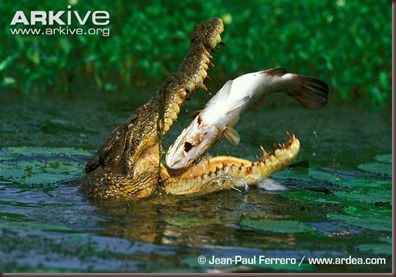 ARKive image GES057627 - Saltwater crocodile