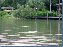 7924 private boat charter with Capt. Ron Presley  and his wife Karen - Banana River, Florida - sleeping Manatee