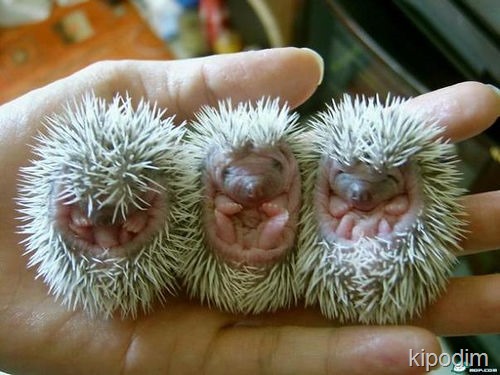 [three-baby-hedgehogs%255B2%255D.jpg]