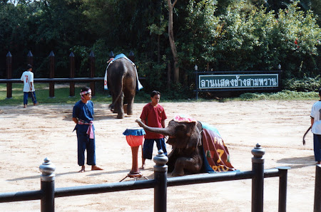 Imagini Thailanda: spectacol elefanti