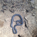 Northern ringneck snake