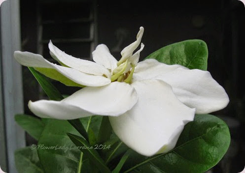 09-06-tahitian-gardenia