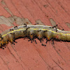 Variable oakleaf caterpillar (being swarmed by ants)