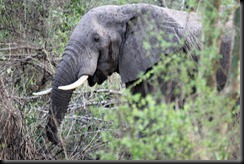 October 17, 2012 elephant in bushes