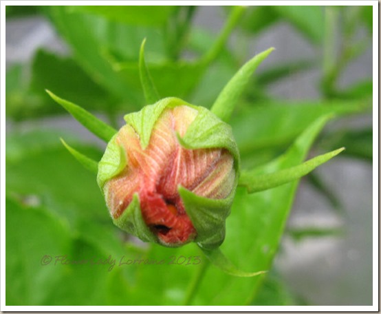 06-27-hibiscus