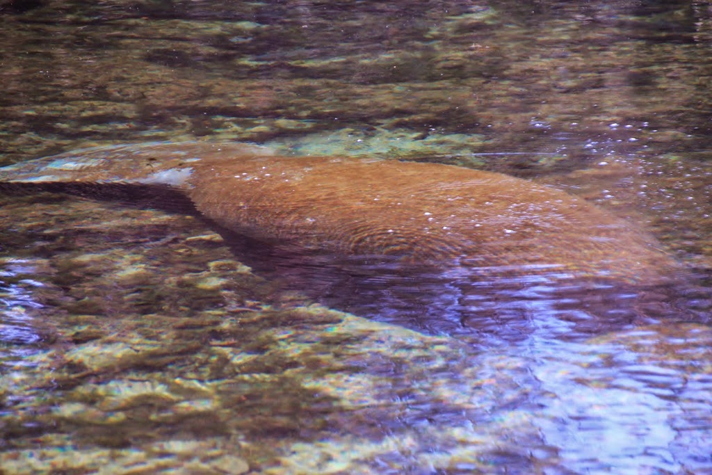 [Manatee-Underwater5.jpg]