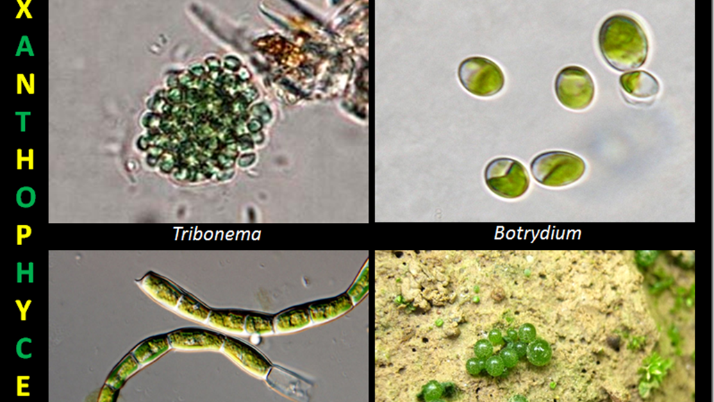 Main characteristics of Xanthophyceae (Yellow Green algae)