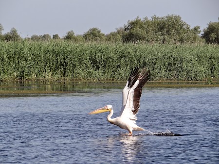 14. Pelican in Delta Dunarii.JPG